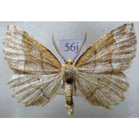 Cepphis advenaria (Hübner, 1790) male Cefis borówczak Czech56j